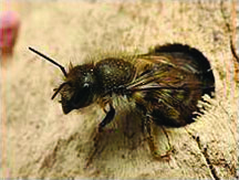 Mason bee